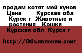 продам котят мей-кунов › Цена ­ 1 - Курская обл., Курск г. Животные и растения » Кошки   . Курская обл.,Курск г.